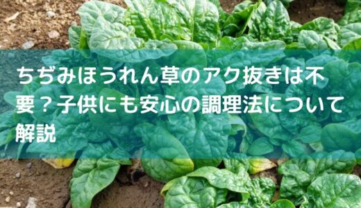 ちぢみほうれん草のアク抜きは不要？子供にも安心の調理法について解説