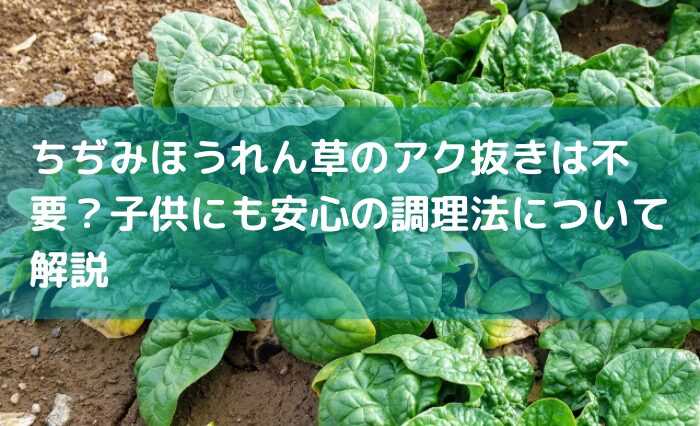 ちぢみほうれん草のアク抜きは不要？子供にも安心の調理法について解説